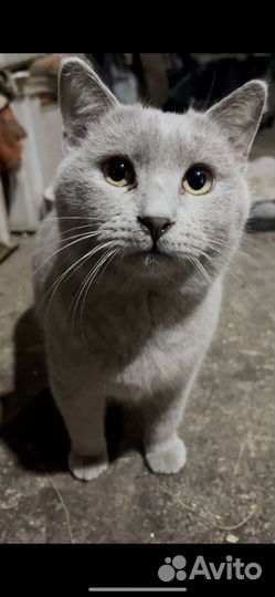 Кот из приюта