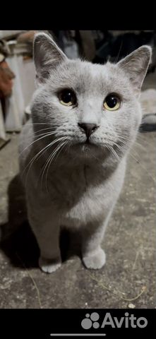 Кот из приюта