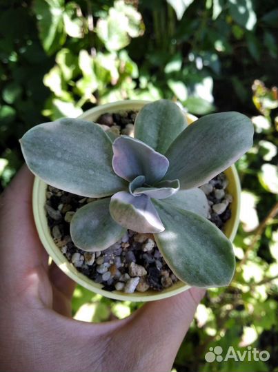 Эхеверии/эчеверии суккуленты