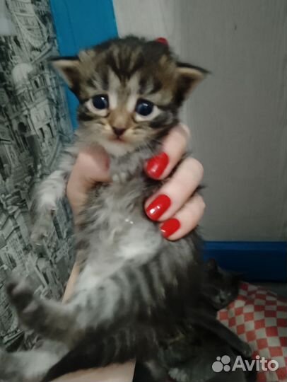 Отдам котят 3 мальчика 1 девочка, котятам месяц