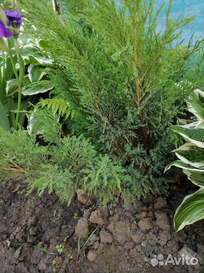 Можжевельник