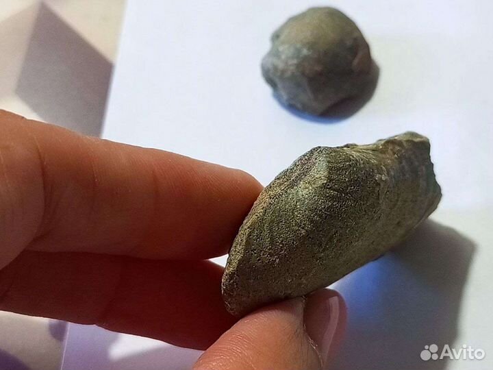 Окаменелости