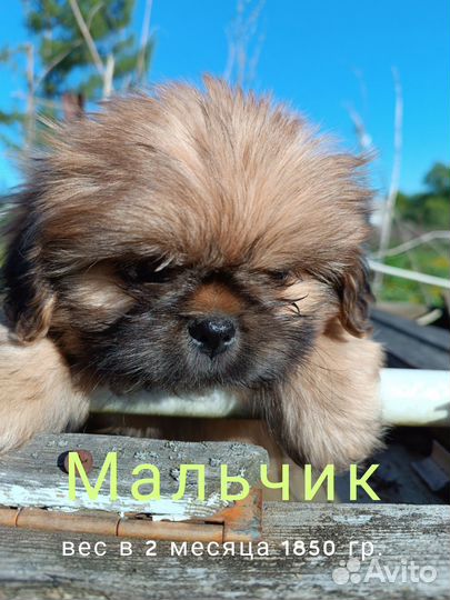 Щенки ши-тцу