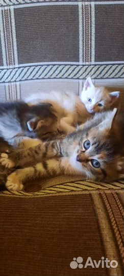 Котята в добрые руки 1 месяц