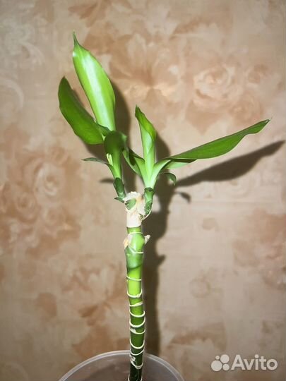 Драцена фрагранс стеуднери