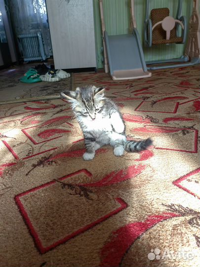 Котята отдам бесплатно