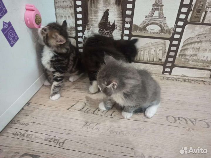 Котята сибирской кошки