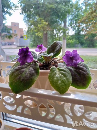 Фиалка цветущая