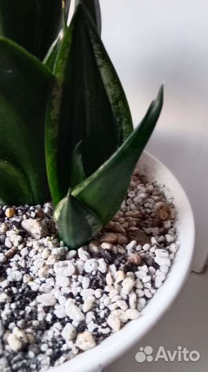 Сансевиерия сортовая (1)