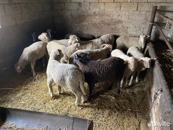 Бараны на племя