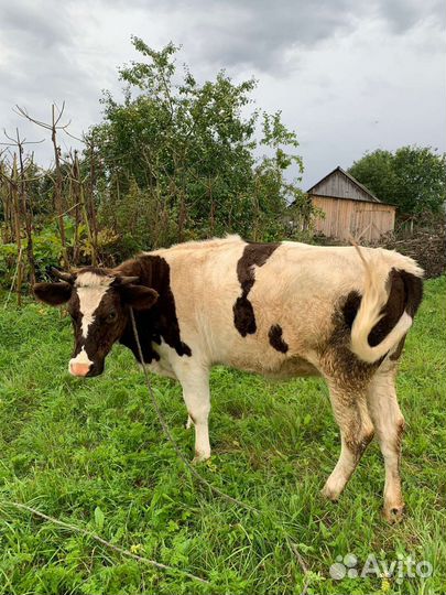 Племенная телка 1,5 года