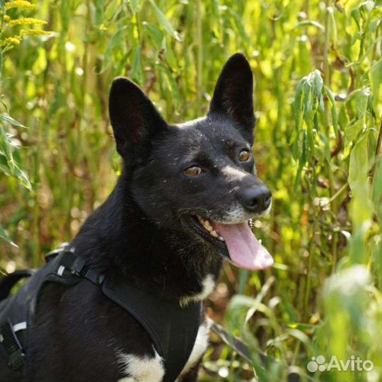 Миниатюрные собаки