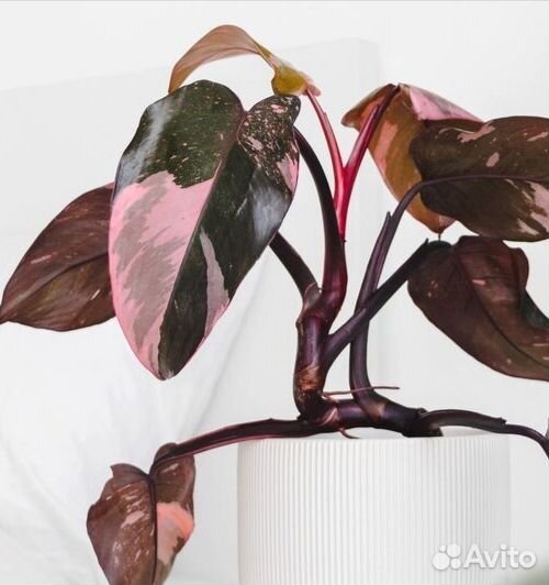 Филодендроны