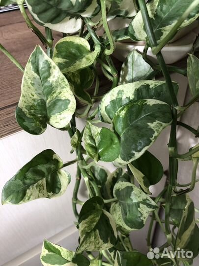 Сцинтапсус