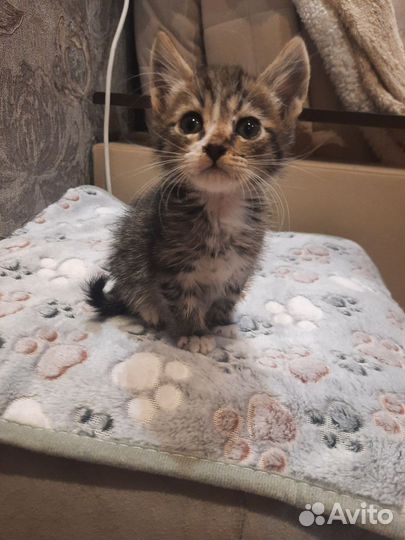 Котик в добрые руки