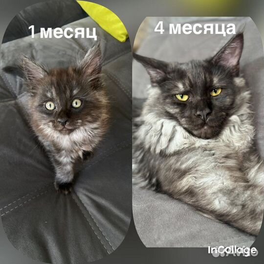 Котята мейн-кун