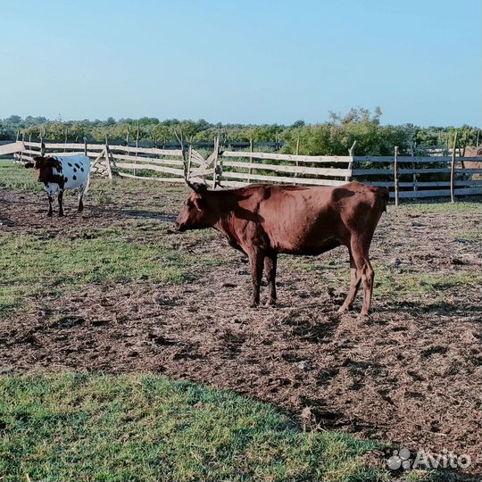 Коровы с телятами