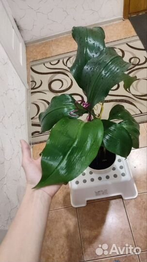 Эухарис амазонская лилия