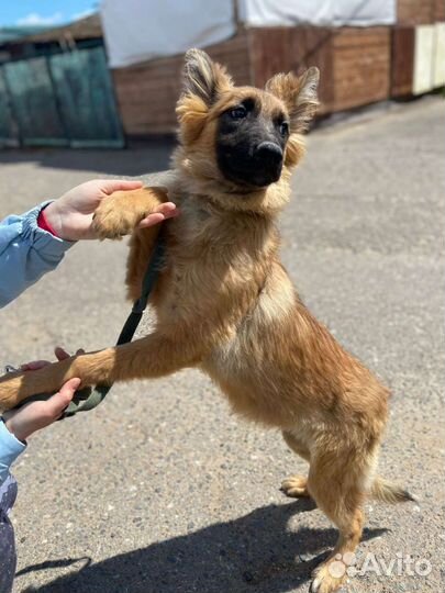 Щеночек Манго ждёт вас в приюте