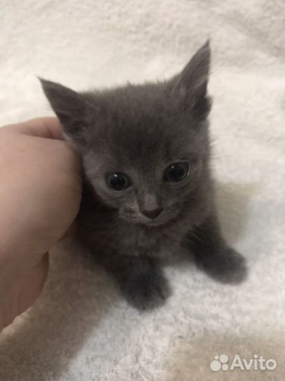 Русская голубая