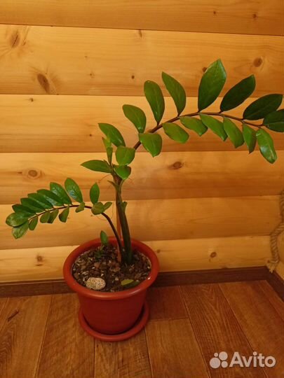 Замиокулькас зензи вариегатный