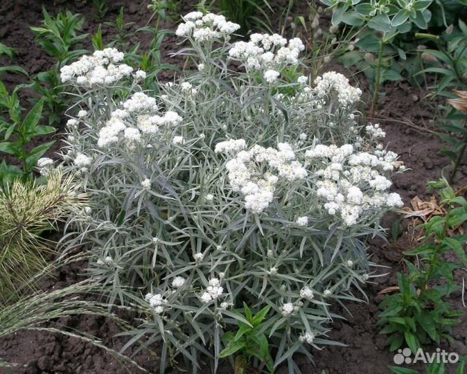 Многолетники ч 3