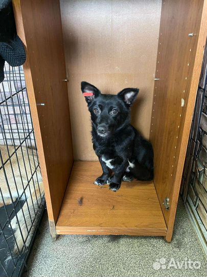 Маленькая собачка в добрые руки