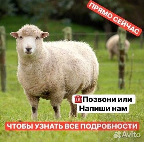 Электропастух от завода защита пасеки от медведя