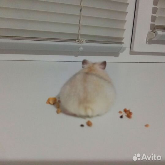 Джунгарский хомяк