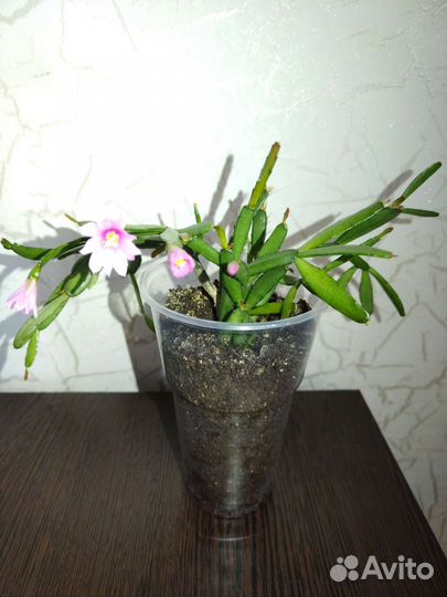 Шлюмбергера усеченный