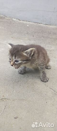 Котята в добрые руки бесплатно