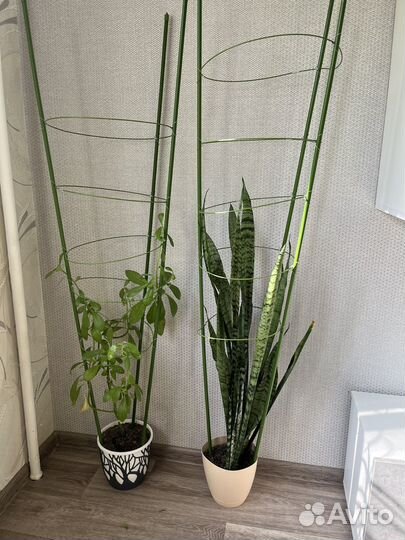 Поддержка, опора для растений, 150 см, 5 колец