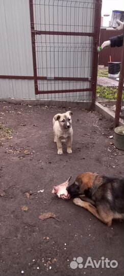 Щенок (сука)