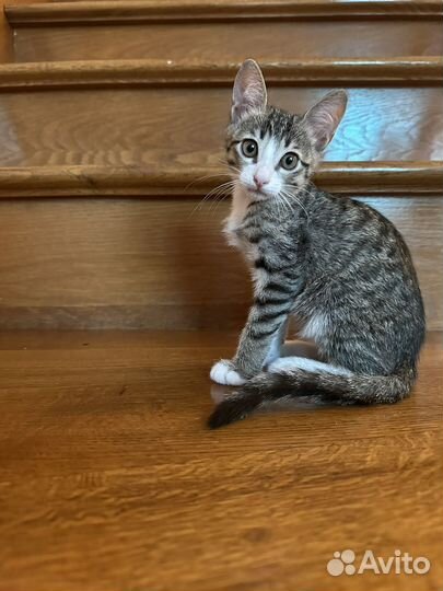 Котенок в добрые руки бесплатно с отслеживанием