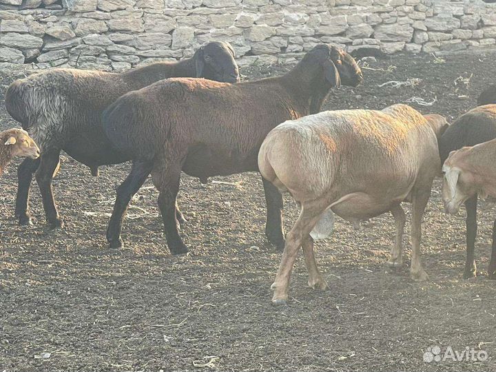 Гисарские племенные бараны