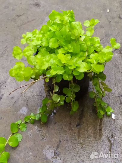 Вербейник монетчатый. Декоративное почвопокровное