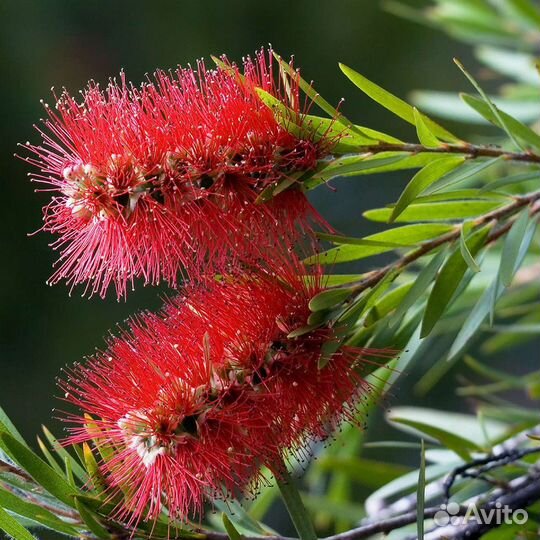 Калистемон