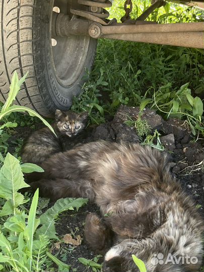 Котята в добрые руки бесплатно