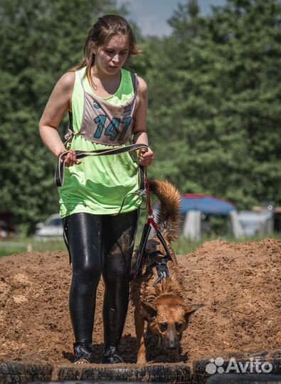 Услуги кинолога, дрессировка, выгул, передержка