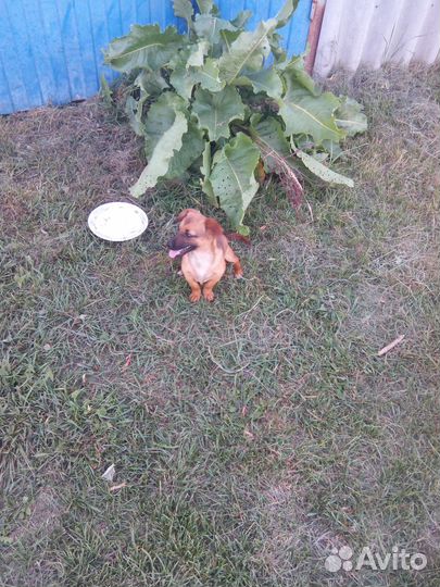 Собачка для сумочки