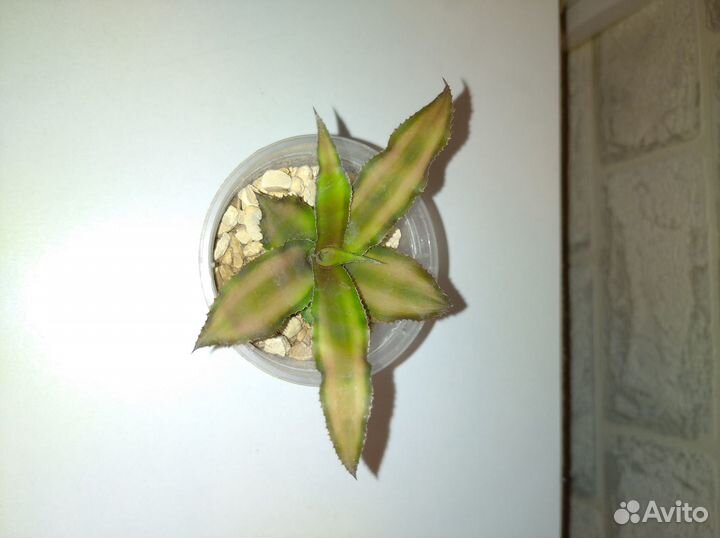 Криптантус