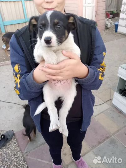 Щенок в добрые руки, М. Кузн