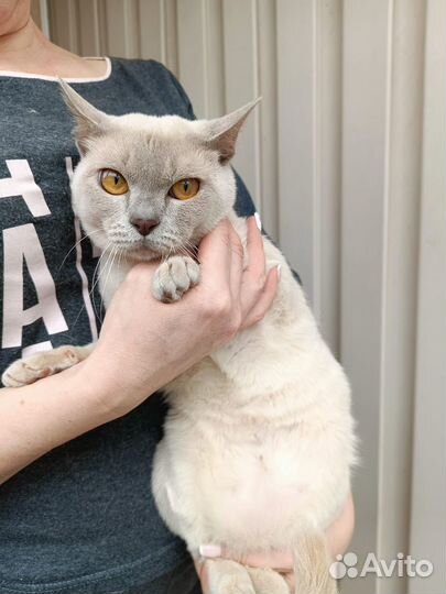 Котята Европейской Бурмы