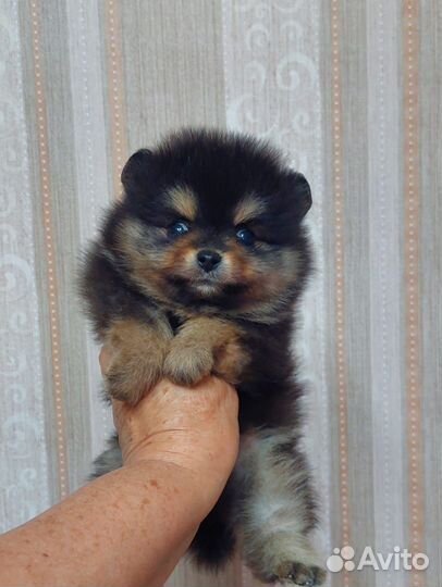Померанский шпиц мини