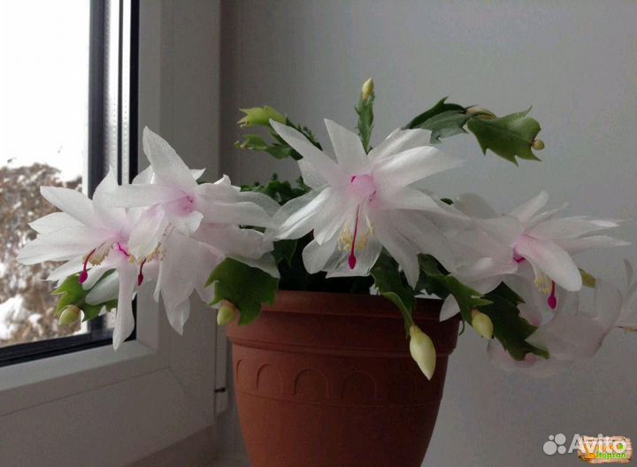 Шлюмбергера белый, розовый, красный, жёлтый