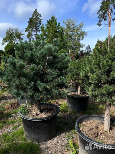 Саженцы сосны из питомника