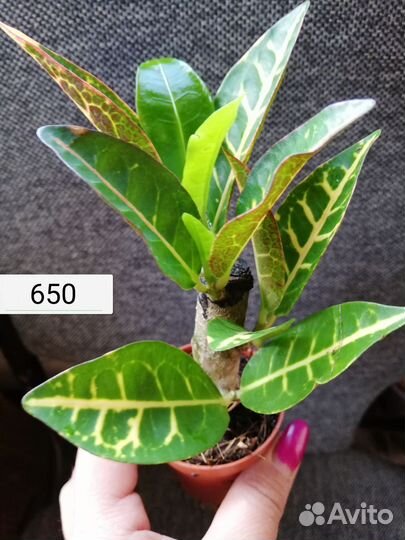 Редкие и красивые сорта Аглаонемы, Кротон