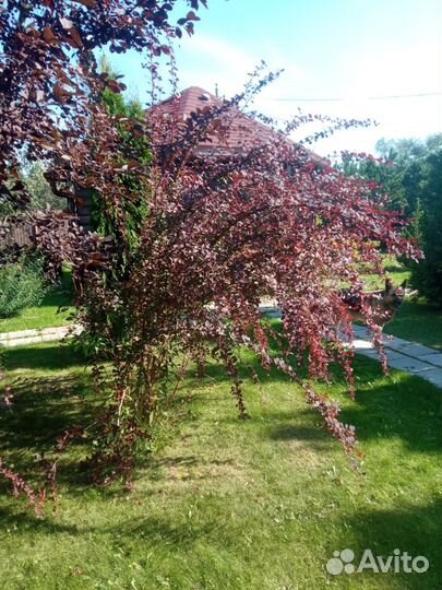 Барбарис 2 метра