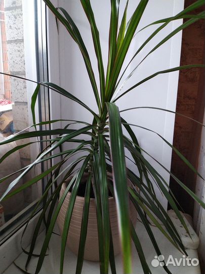 Пальма драцена