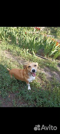 Собака в добрые руки отдам бесплатно